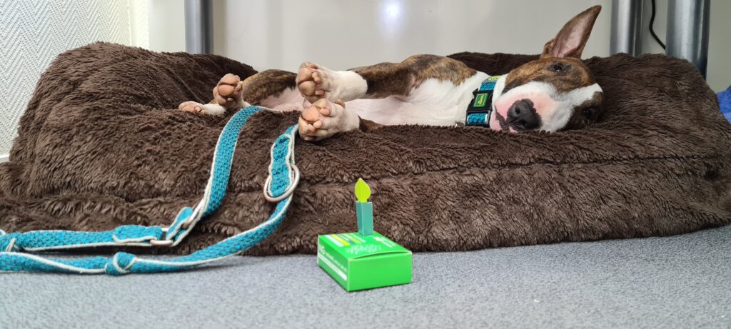 Ein braun-weißer Bullterrier liegt auf der Seite in einem braunen Hundebett und trägt ein Halsband. Eine blaugrüne Leine und eine kleine grüne Schachtel mit einer falschen Kerze stehen auf dem grauen Boden vor dem Bett und schaffen eine gemütliche Szene, die an den Alltag in Deutschland erinnert. - NG.network